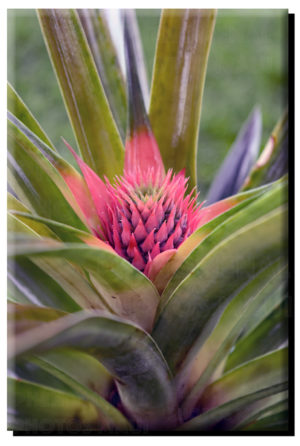 Baby Pineapple on Metal