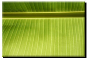 Banana Leaf on Canvas