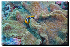 Anemone & Clown Fish on Metal