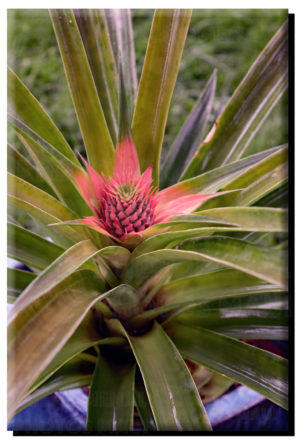 Baby Pineapple (2) on Metal