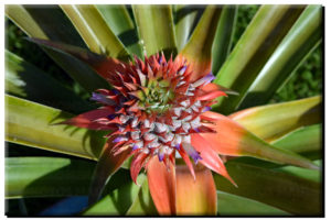 Baby Pineapple (Top View) on Metal