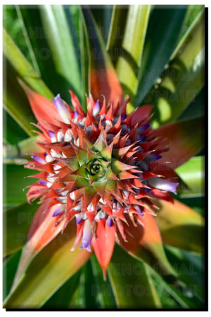 Baby Pineapple (Top View Vertical) on Canvas