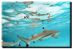 Black Tip Reef Sharks on Metal