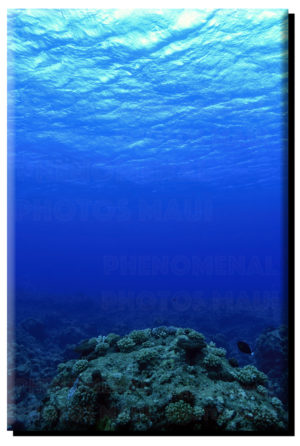 Bora Bora Outer Reef on Canvas