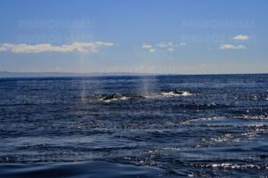 Double Humpback Whale Backs on Metal