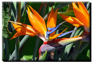 Bird of Paradise on Canvas