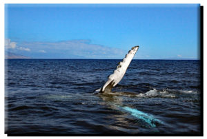 Graceful Humpback Whale on Canvas