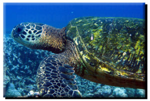 Green Sea Turtle (2) on Canvas