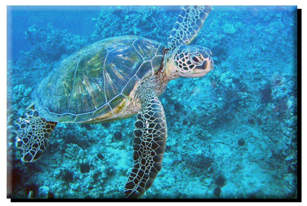 Green Sea Turtle (Full Body) on Metal – Phenomenal Photos Maui