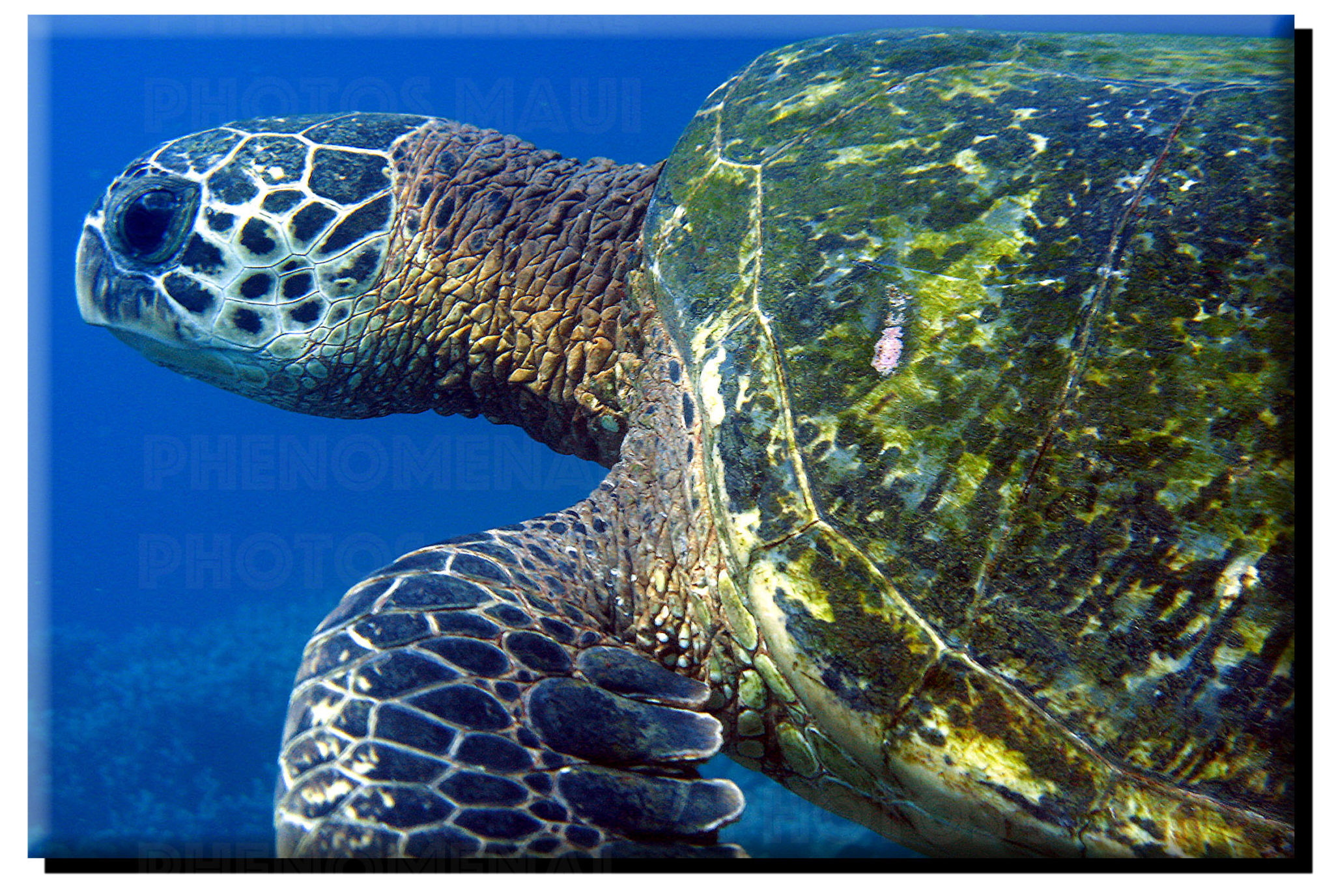 Green Sea Turtle (Full Body) on Metal – Phenomenal Photos Maui