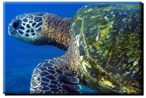 Green Sea Turtle on Metal