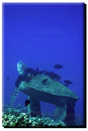 Green Sea Turtle Spa on Metal