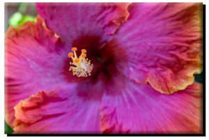 Hawaiian Hibiscus (Close Up) on Canvas