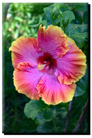 Hawaiian Hibiscus on Metal