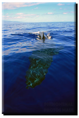 Humpback Whale Arriving 2 on Metal