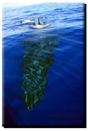 Humpback Whale Arriving 3 on Metal