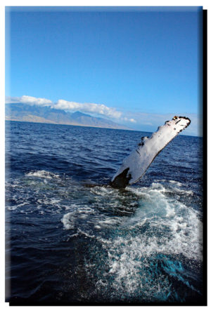 Humpback Whale Fin & West Maui (2) on Canvas