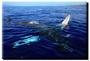 Humpback Whale Hug on Metal