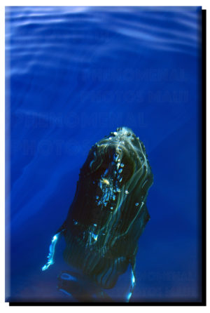 Humpback Whale Mugging (2) on Canvas