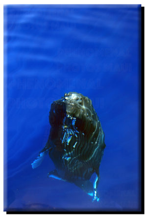 Humpback Whale Mugging on Canvas