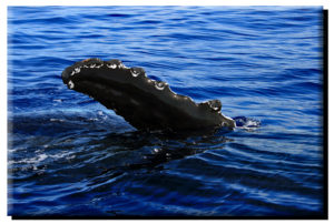 Humpback Whale Wave on Canvas