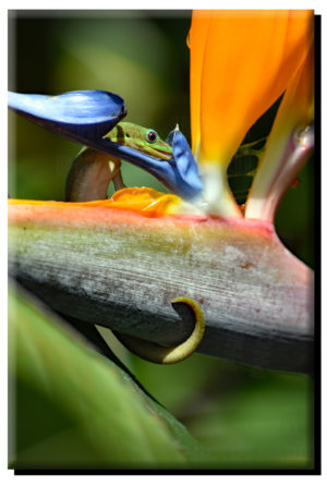 Madagascar Gold Dust Day Gecko & Bird of Paradise (1) on Metal