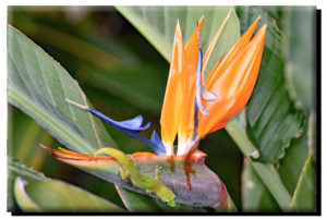 Madagascar Gold Dust Day Gecko & Bird of Paradise (2) on Metal