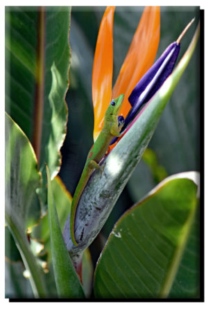 Madagascar Gold Dust Day Gecko & Bird of Paradise (3) on Metal