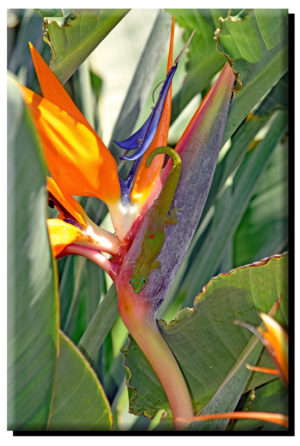 Madagascar Gold Dust Day Gecko & Bird of Paradise (4) on Metal