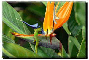 Madagascar Gold Dust Day Gecko & Bird of Paradise (5) on Metal