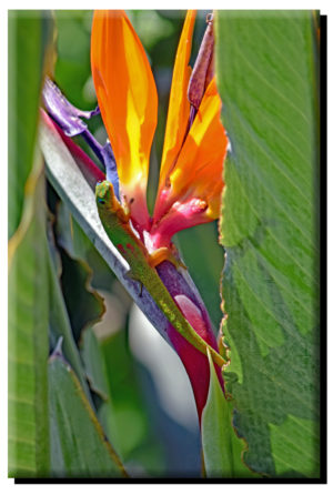 Madagascar Gold Dust Day Gecko & Bird of Paradise (6) on Metal