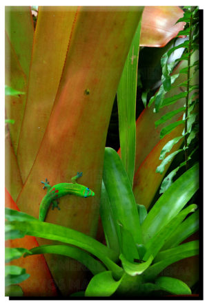 Madagascar Gold Dust Day Gecko on Metal