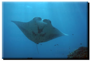 Manta Ray (1) on Metal