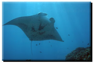 Manta Ray (2) on Metal