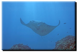 Manta Ray (4) on Metal