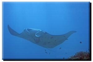 Manta Ray (5) on Metal