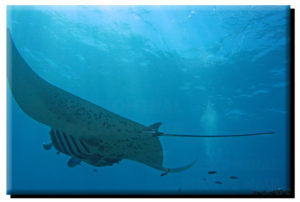 Manta Ray Cleaning on Canvas