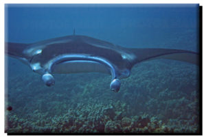 Manta Ray Face on Metal