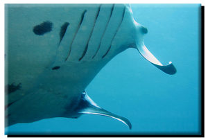 Manta Ray Gills on Metal