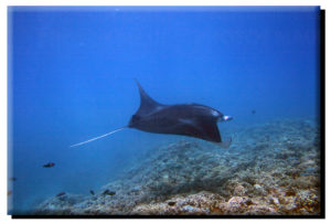 Manta Ray Gliding on Metal