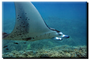 Manta Ray Profile (2) on Canvas