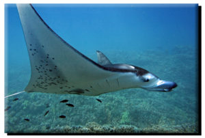 Manta Ray Profile on Canvas