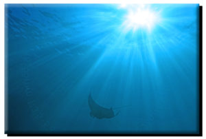 Manta Ray & Sun (2) on Metal