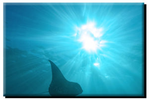 Manta Ray & Sun on Canvas