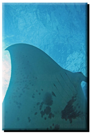 Manta Ray Swim Over on Canvas