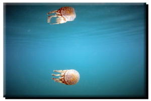 Marine Lake Jellyfish on Metal