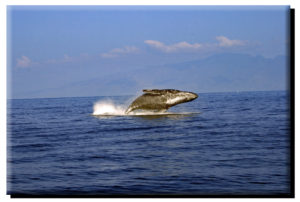 Molokai Humpback Whale Breach on Canvas