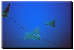 Molokini Eagle Rays on Canvas