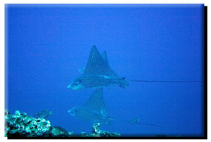 Molokini Eagle Rays (Profile) on Metal