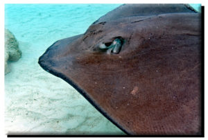 Moorea Stingray on Canvas